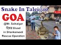 Snake in taleigao panaji goa mrsaikalgar  divad ratsnake in shankarwadi  rescue operation