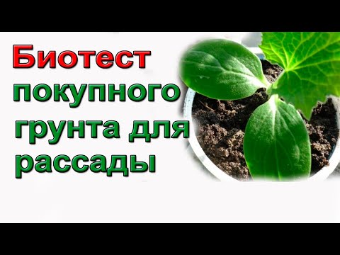 Выбираем надежный грунт для рассады