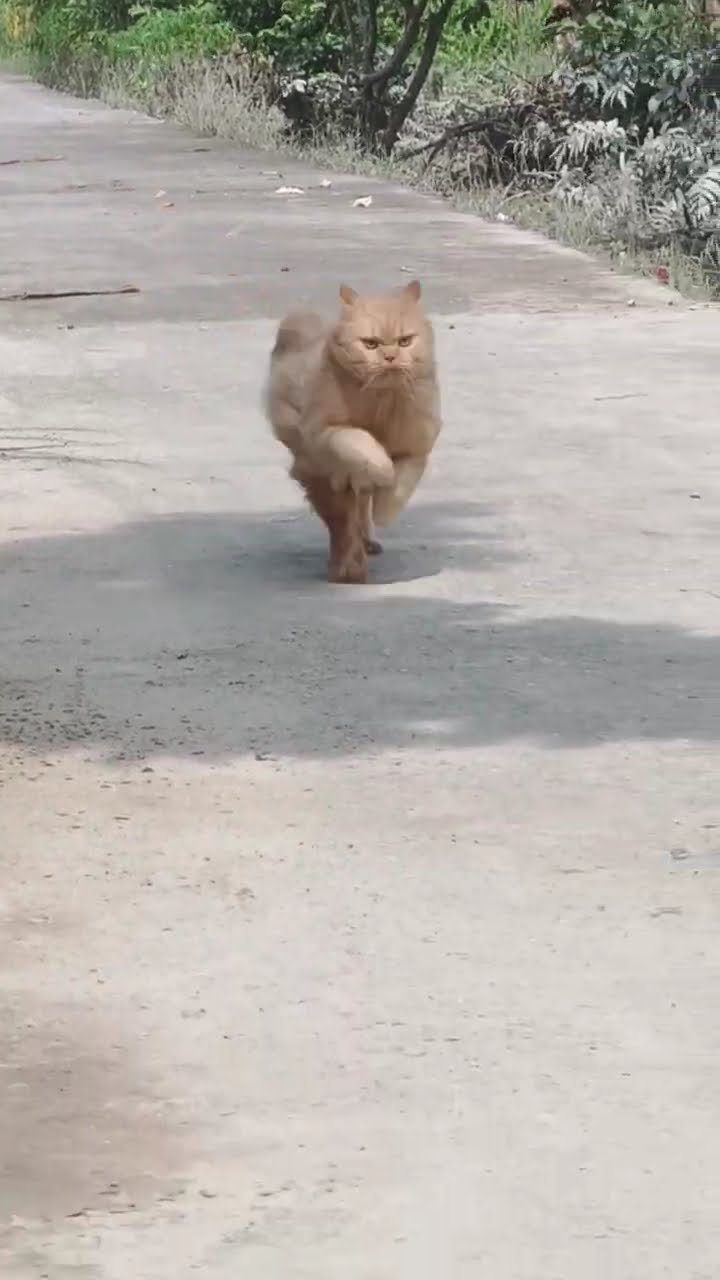 Orange Cat Zoomies || ViralHog