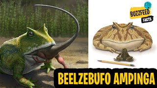 Beelzebufo ampinga, also known as the Devil Frog