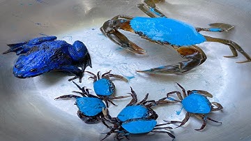 Kem Ốc và cua Chanel lái xe công nông cứu các con vật trời mưa lụt, con cua, con ếch, cá sấu, rắn.