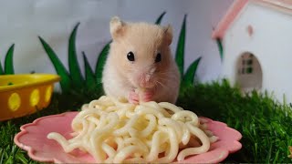 Hamster Eating Spaghetti