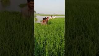 Farmer working in the farm