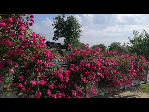 Video: Lavatera Je Najljubša Roža