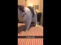 &#39;Luci the Cat&#39; snapchat compilation 1/18/2015