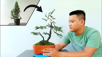Bonsai For Beginners| Creating A Chinese Juniper Bonsai Tree| Cây Tùng Lá Kim