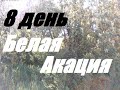 Белая Акация 8 день. Пчелапакет Джубги залил мёдом 24 рамки. Матка свищевая.