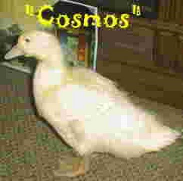 Cosmos The Duck "One Take Film Festival Entry 2006...
