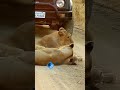 Asiatic lions playing on the road at sasan gir forest girindiafilms sasangir asiaticlion girnar