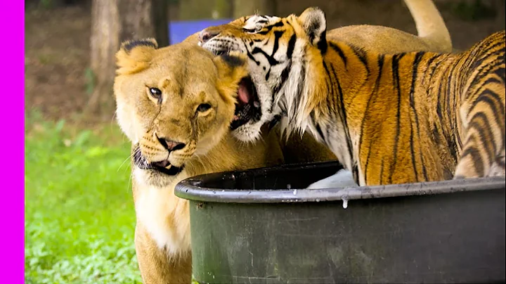 Social Lion Bonding With Solitary Tiger | Oddest Animal Friendship | Love Nature - DayDayNews