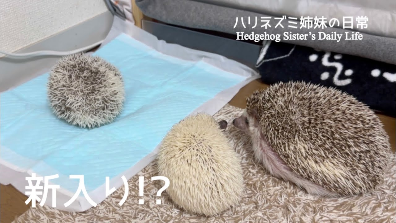 新しくやってきたハリネズミNewly arrived hedgehog - YouTube