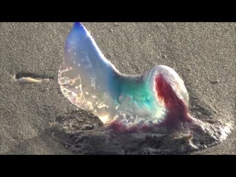 How to Identify Types of Jellyfish Species in Florida