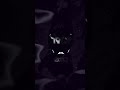 YARA YARA FUNK SLOWED Foryou Foryou Avee Player Phonkagressive 