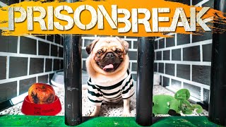 PUG Puppy Prison Escape - Box Fort Dog Prison Escape