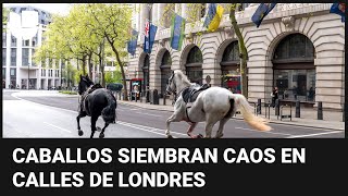 Varios caballos militares se escapan y corren desbocados por las calles