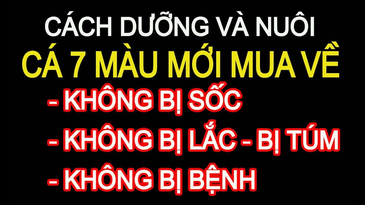 CÁCH DƯỠNG VÀ NUÔI CÁ BẢY MÀU MỚI MUA VỀ ; KHÔNG BỊ SỐC, KHÔNG BỊ LẮC, BỊ TÚM - KHÔNG BỊ BỆNH