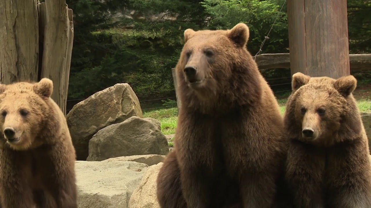 le parc animalier des Pyrénées à Argeles-Gazost pendant le