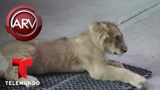 Rescatan a un leoncito en México y lo envían a santuario | Al Rojo Vivo | Telemundo