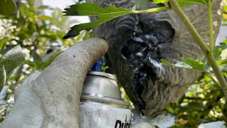 Spray paint vs hornet nest (painted wasp)