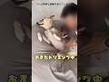パパへの信頼度がヤバすぎる雑種犬 A dog that trusts its owner too much #shorts #れおなな