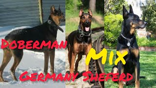 Amazing cross mixed #14 (Doberman + Germany Sheferd )