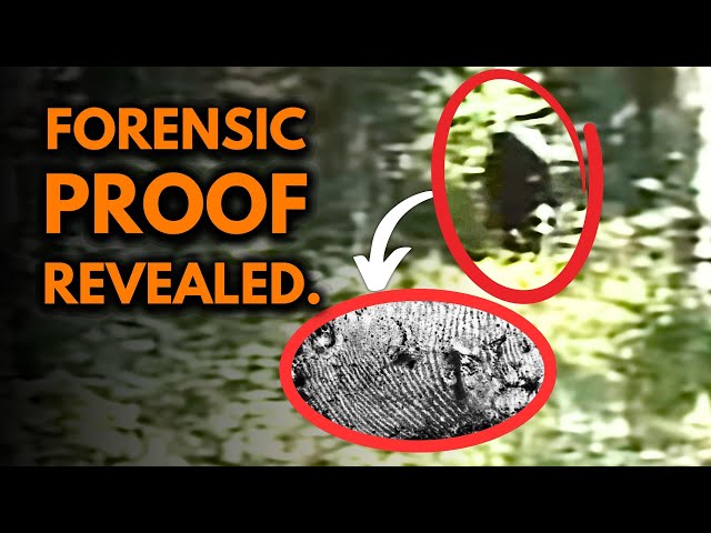 Bigfoot Proof...Why the Paul Freeman Footage CAN'T Be Fake (Scientists  Confirm) - YouTube