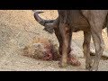 Life is Not Easy With The Lion King! Lions Failed to Control Prey, Buffalo, Zebra, Hyena, Crocodile