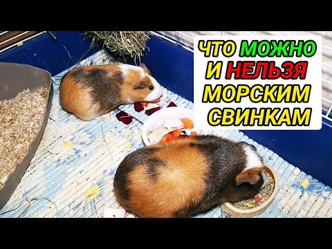 Что можно и что нельзя давать морским свинкам. Морские свинки - кормление