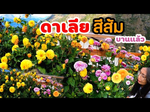 วีดีโอ: ดอกรักเร่สีเหลือง - สาเหตุที่ดอกดาเลียเปลี่ยนเป็นสีเหลือง