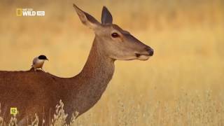 El misterio del lince ibérico - Documental