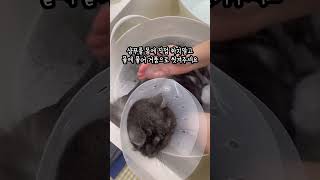 고양이미용사가 알려주는 고양이목욕 꿀팁! 고양이목욕은 이렇게 해주세요! #고양이목욕 #고양이미용 #고양이브이로그 #고양이일상 #고양이 #고양이집사