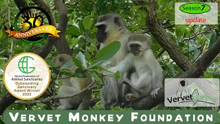 Koko and Goliath baby monkey update