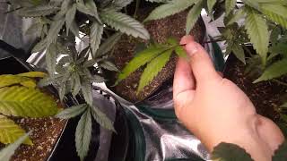 day 38 of flower organic/synthetic grow