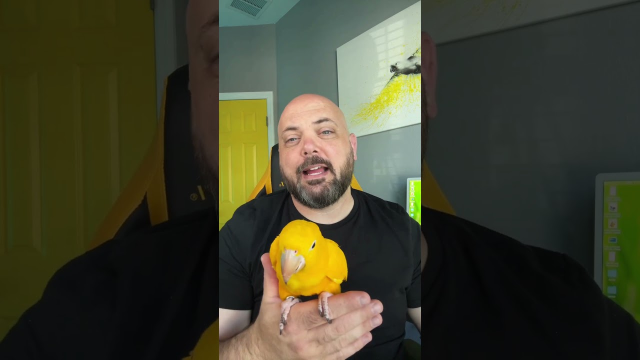 Распространенные вопросы о спасении птиц 