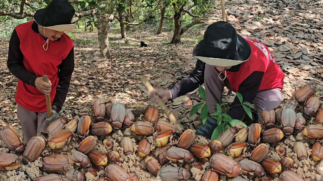 โพดโพแมงจีนูนเยอะมาๆขวยเป็นจีๆ ขุดแป็บเดียวหมาน200ตัว 4/3/2569