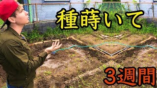 適当に蒔いた種3週間経って生えてるか!? 【検証】　PDS