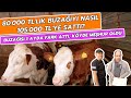 80.000 TL'lik Buzağıyı Nasıl 105.000 TL'ye Sattı? | Buzağısı 1 Ayda Fark Attı, Köyde Meşhur Oldu
