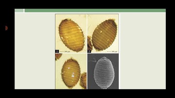 B.Sc Part I, Chara -Fertilization And Life Cycle