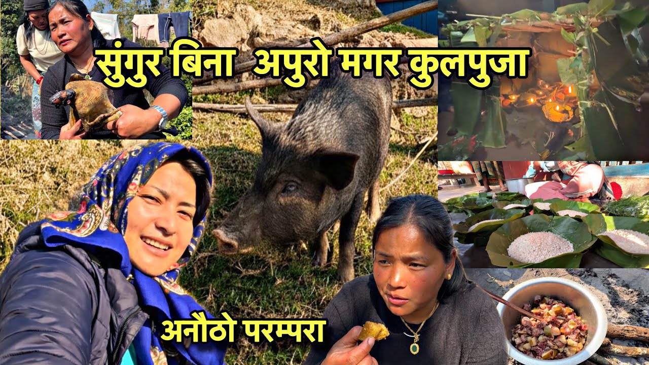 सुंगुर बिना अपुरो दिप्लिड॰ गाउको मगरजातिको कुलपुजा । यस्तो अनौठो परम्परा पहिलोचोटि देखे? !