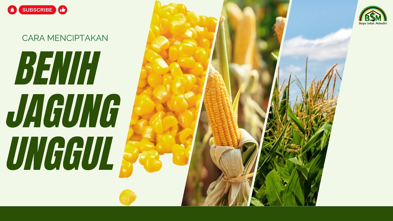 Bayu Diningrat ~ CARA MENCIPTAKAN BENIH JAGUNG YANG UNGGUL