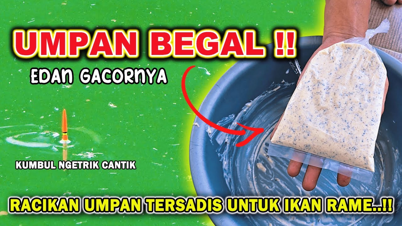RACIKAN UMPAN BEGAL !! RESEP UMPAN IKAN MAS PUTIH GACOR PARAH UNTUK IKAN RAME LOMBA❗❗