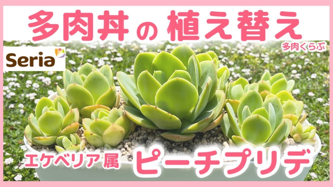 多肉植物【ピーチプリデ】2苗セット　抜き苗 多肉植物【ピーチプリデ】2苗セット 抜き苗 - メルカリ