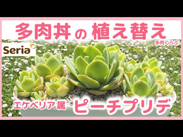多肉植物】大きくなった「ピーチプリデ」をセリアのプランターへ植え