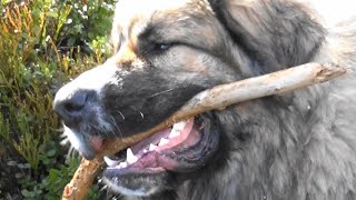 Pyrenean Mastiff Leonberg mix & Boxer Rottweiler mix Hunting Moose by Irma and Hilda 232 views 2 years ago 10 minutes, 55 seconds