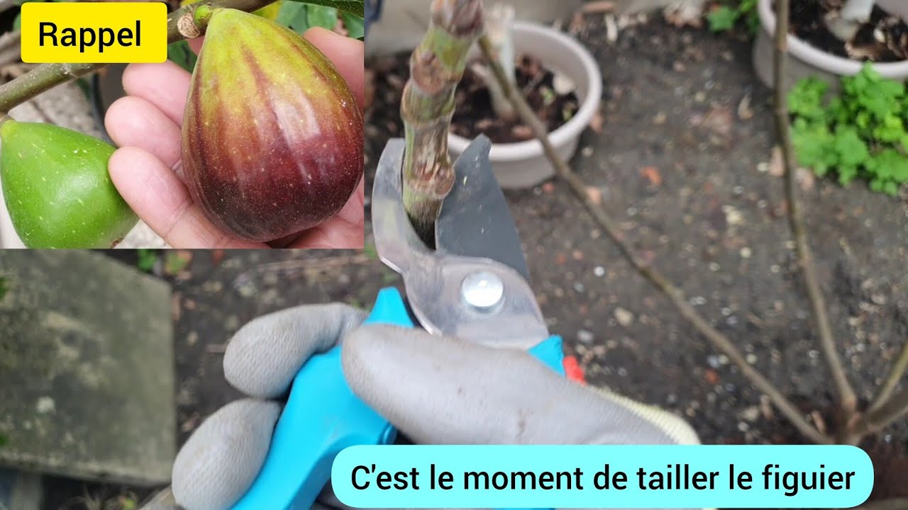 Quand Faut Il Tailler Les Figuiers