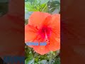 Showers and Flowers In The Philippines