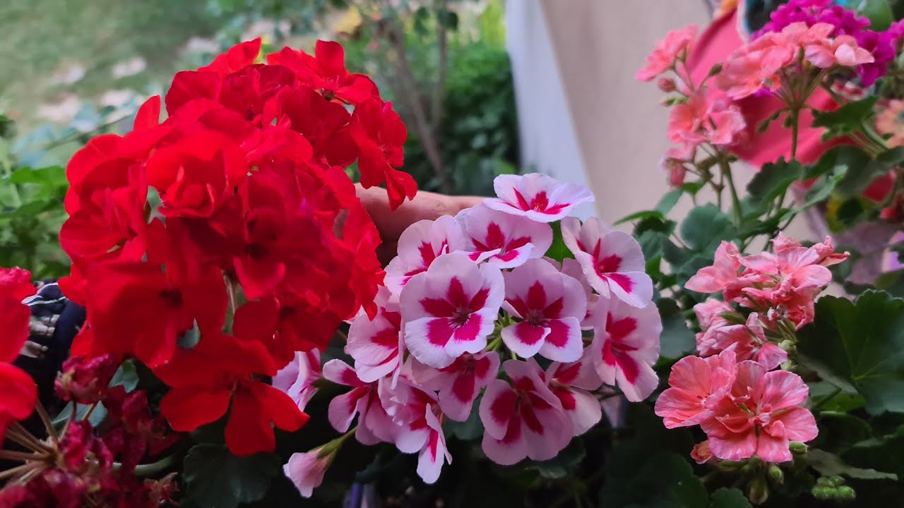 Yeni Sürprizlerle Bahçe Turu