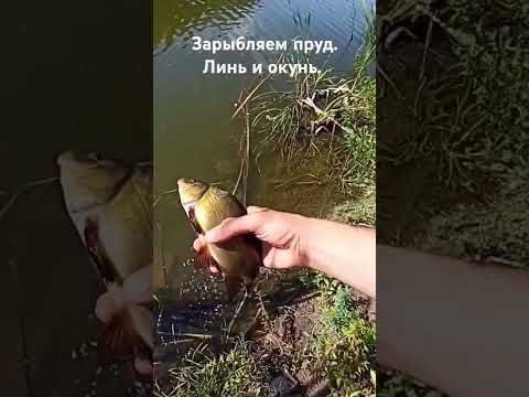 Зарыбляем сельский пруд. Линь и окунь. ПОДПИСЫВАЙТЕСЬ!!! #рыбалка #озеро #fish #fishing #лето #рыба