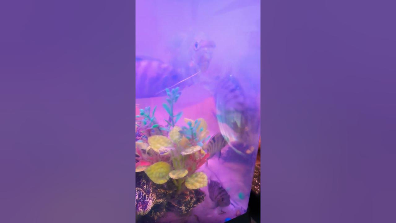 "Hidden Hazards The Freshwater Dangers Lurking Beneath YouTube