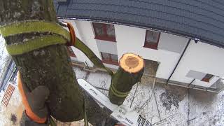 Wycinka Debow - Odciecie I Bezpieczne Opuszczenie Galezi